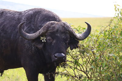 View of a horse on land