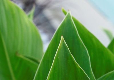Close-up of fresh green leaf