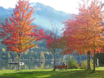 Trees in park