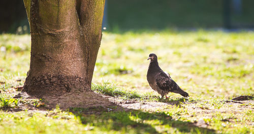 Bird perching on a tree