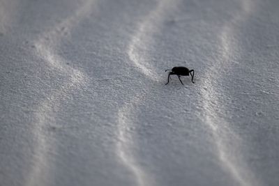 Close-up of housefly