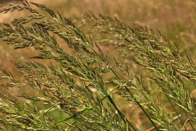 Close-up of stalks in field