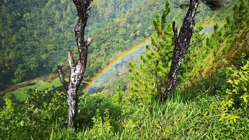 Scenic view of trees in forest