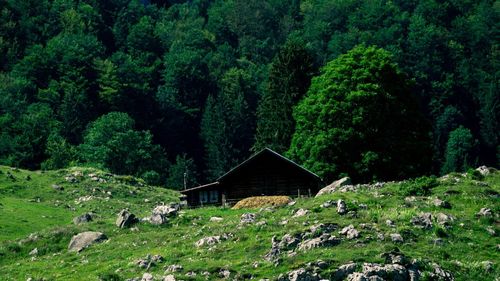 House amidst trees and plants in forest