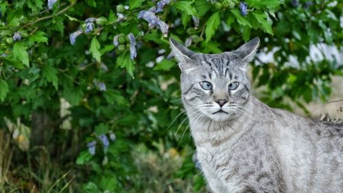 Portrait of tabby cat wirh crossed-eyes by plants