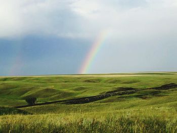 Rainbow over grassy field
