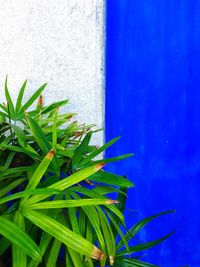 Plants growing in blue sky