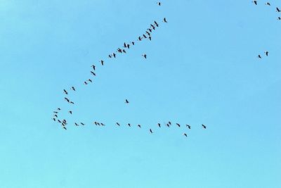 Low angle view of birds flying against clear blue sky