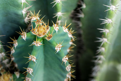 Close-up of cactus plant