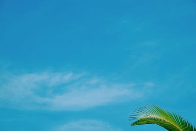 Low angle view of coconut palm tree against blue sky