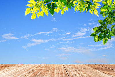 Low angle view of trees against blue sky