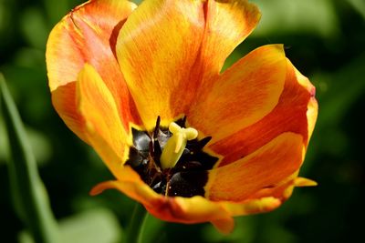 Close-up of insect on flower