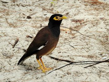 Close-up of bird perching outdoors