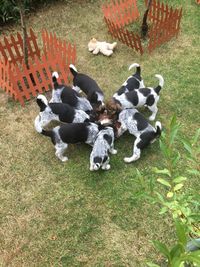 High angle view of dogs on grass