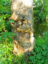 Close-up of tree trunk