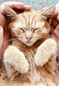 Close-up of hand holding cat