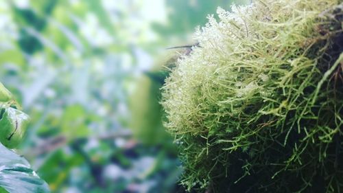 Close-up of fresh green plant