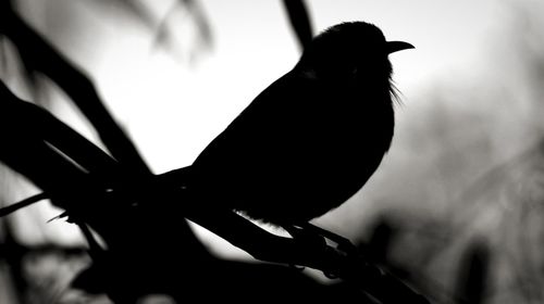 Low angle view of silhouette bird perching against sky