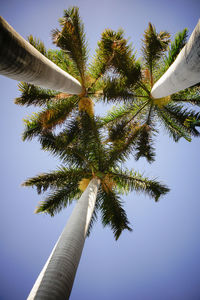 Low angle view of palm tree against sky