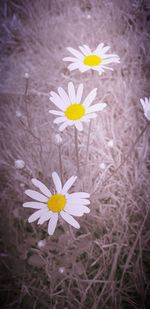 Close-up of daisy flowers on field