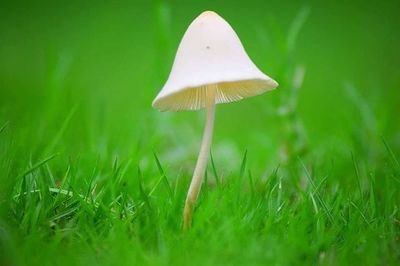 Close-up of mushroom growing on grassy field