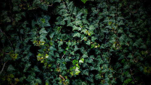 Full frame shot of leaves on field