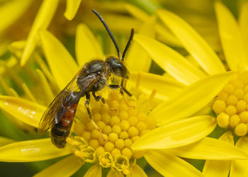 insect