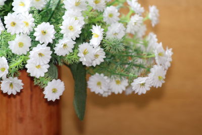 Close-up of white daisy flowers