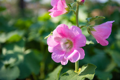 Close-up of pink hibiscus flower