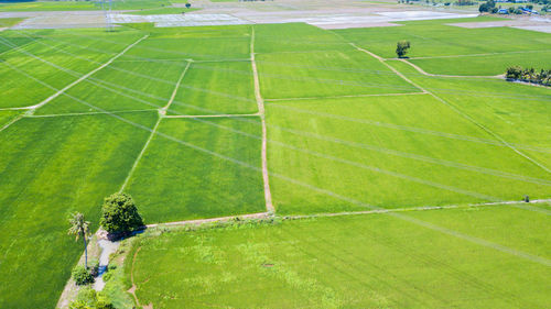 Aerial paddy field in lop buri, thailand,farming career is the main occupation of thai people.