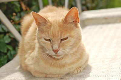 Close-up of ginger cat resting on floor