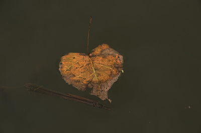 Close-up of heart shape on tree