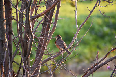 Bird perching on tree