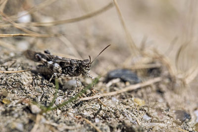 Close-up of butterfly on dry leaf