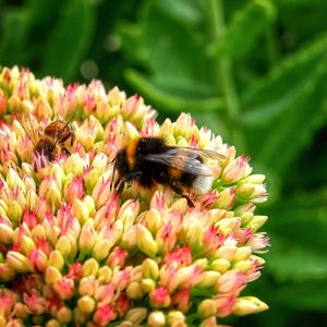 Close-up of bee pollinating on flower