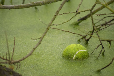 Full frame shot of green leaves