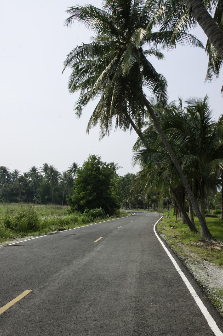 VIEW OF PALM TREES BY ROAD