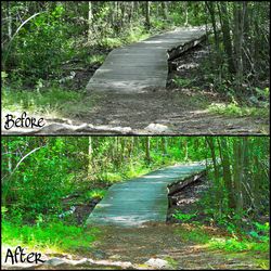 Empty road in forest