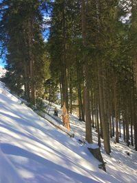 Trees in snow covered forest