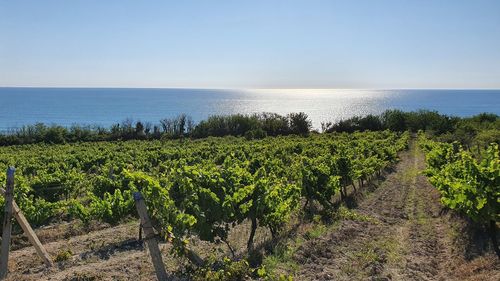 Scenic view of vineyard by sea against sky