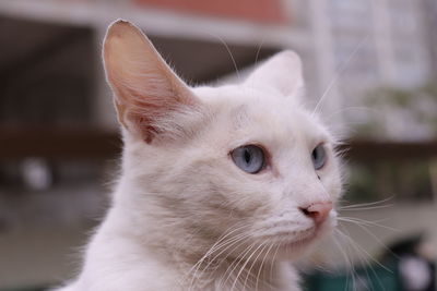 Close-up of a cat looking away alley cat