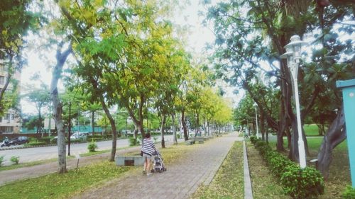 Trees in park against sky