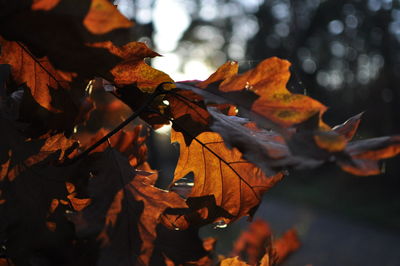 Close-up of autumn leaves growing outdoors