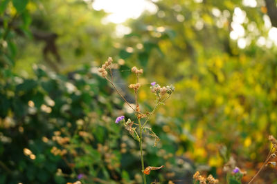 Close-up of honey bee on flowering plant