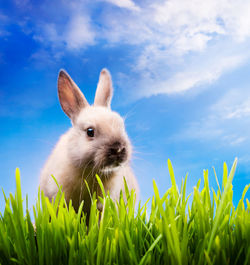 Close-up of an animal on field