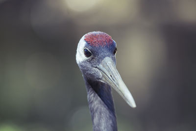 Close-up portrait of a bird