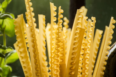 Close-up of yellow chili peppers for sale