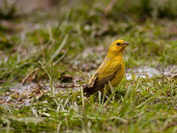 Close-up of bird perching on a field