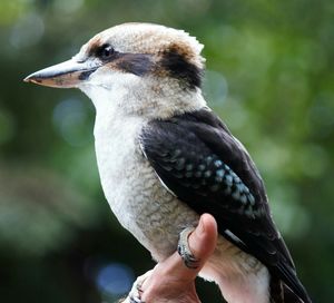 Close-up of hand holding a wild kookaburra.