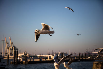 Seagulls flying over sea against sky